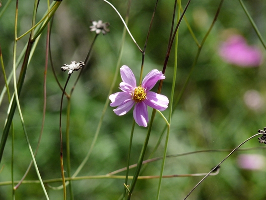 {Coreopsis nudata}